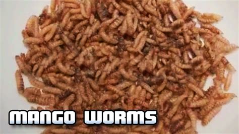 Pictures of mango worms in humans. Things To Know About Pictures of mango worms in humans. 